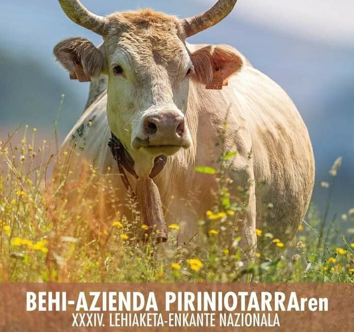 Behi pirenaikoen lehiaketa-enkantea Elizondon, irailak 23 eta 24